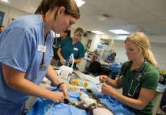 How Much Does A Vet Technician Make?
