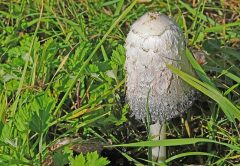 Nature, flora, mushrooms — Sex Movies Featuring Realistic and Consensual Scenes